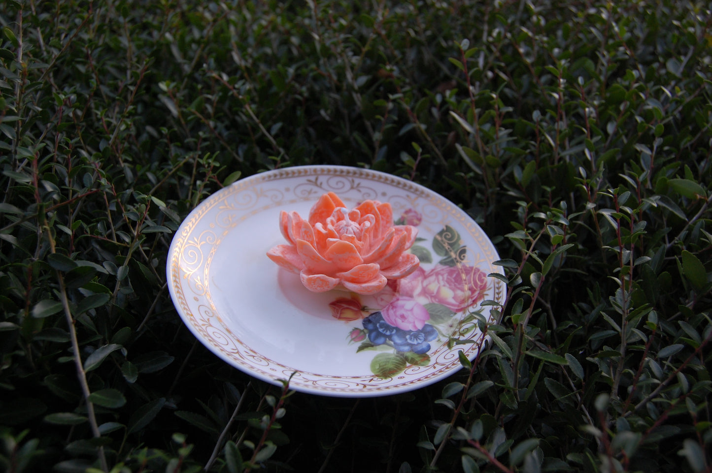 Lotus for you