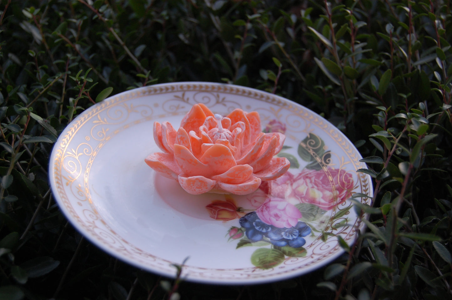 Lotus for you
