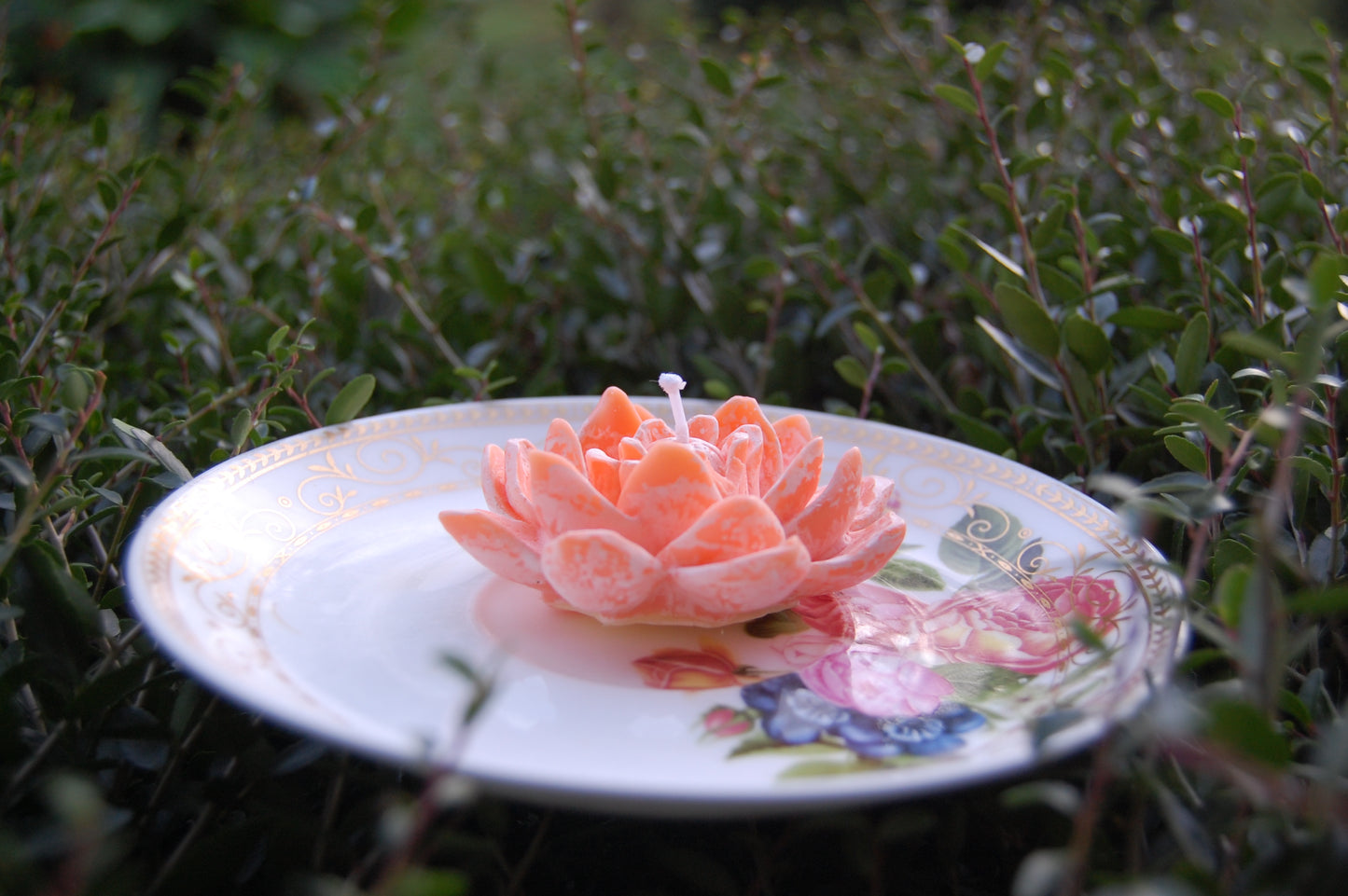 Lotus for you