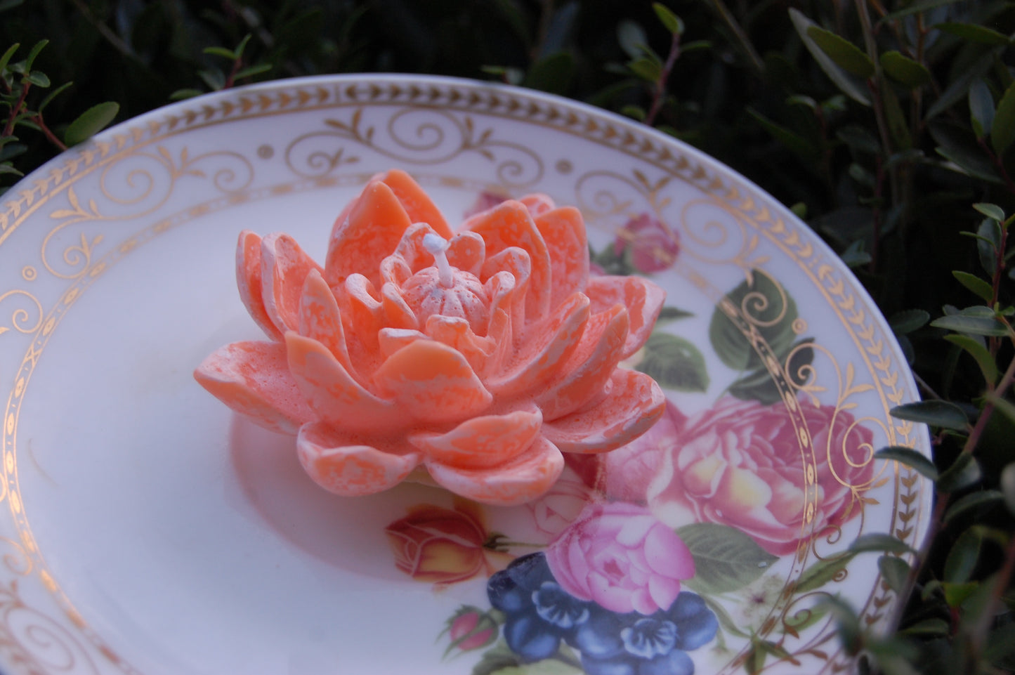 Lotus for you