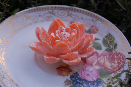 Lotus for you