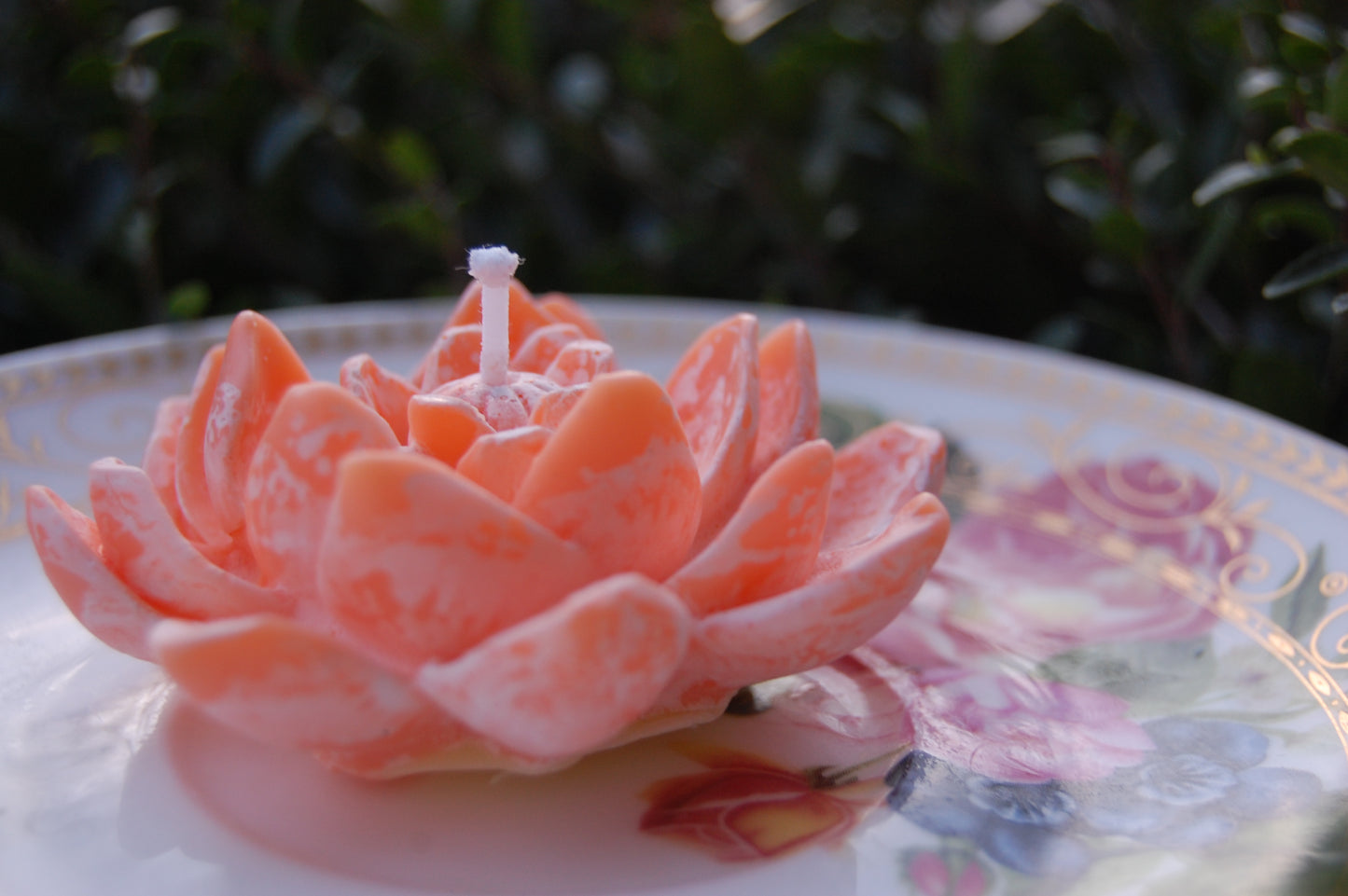 Lotus for you