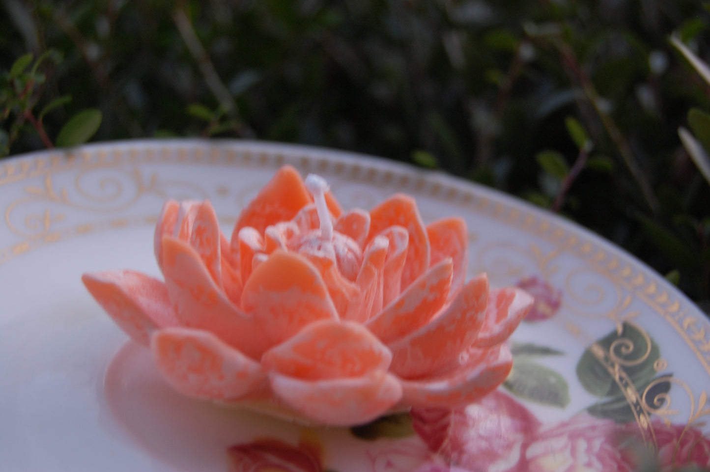 Lotus for you