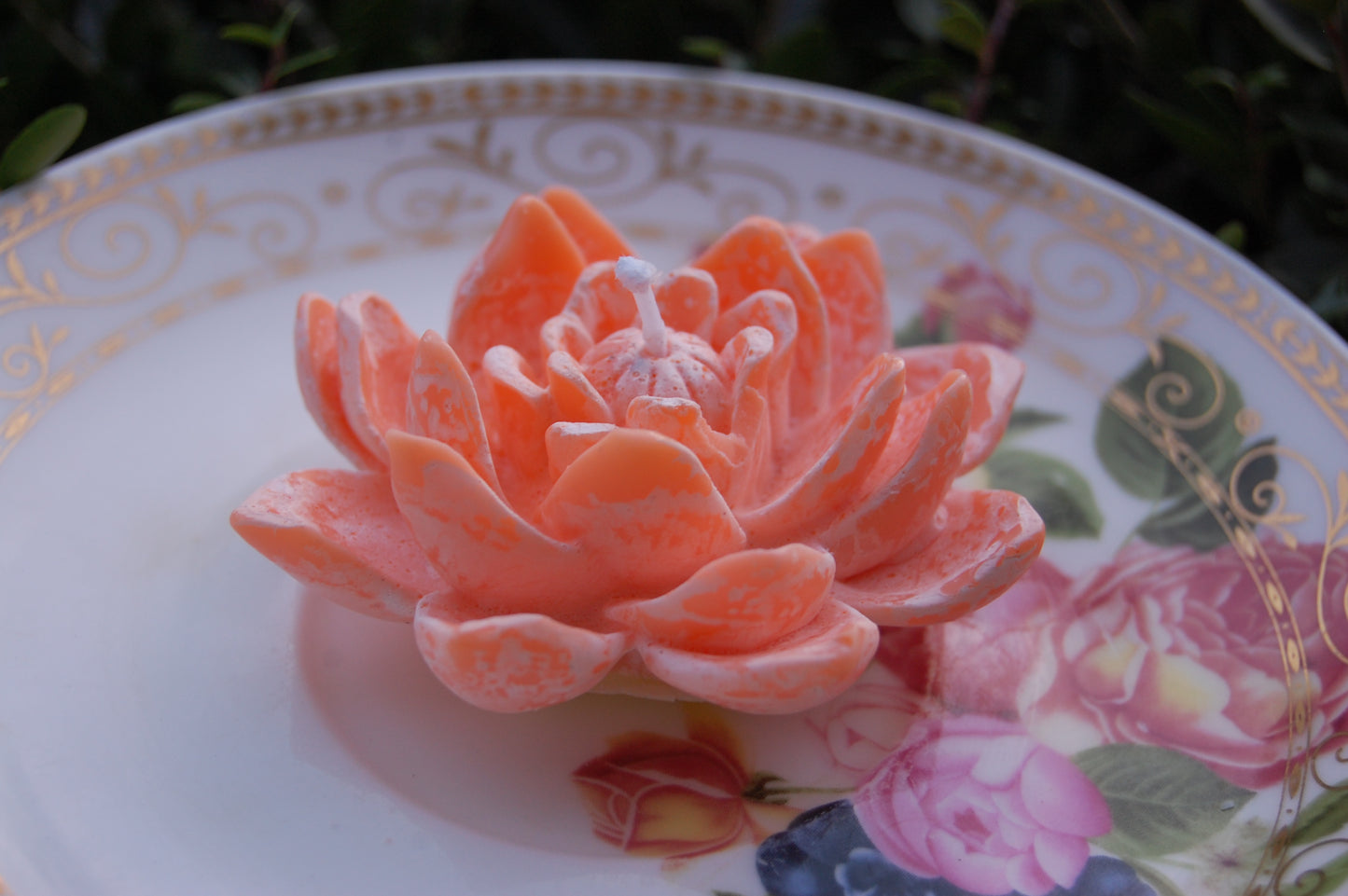 Lotus for you