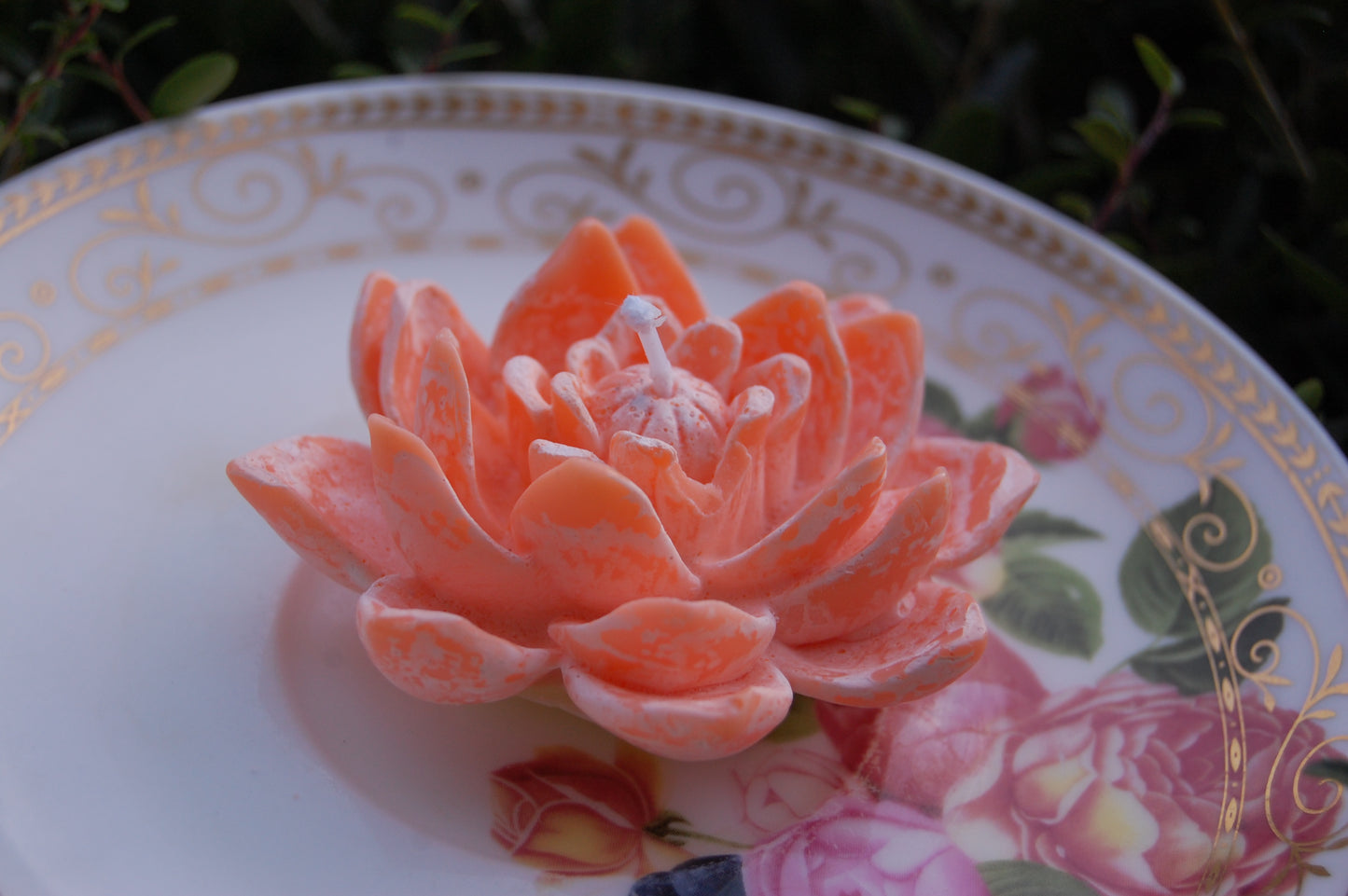 Lotus for you